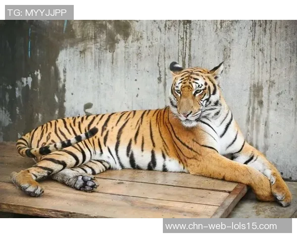 兵工厂与老虎分析的深度对比与启示探讨